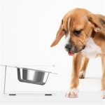 Anti-falling Cat Dog Feeding Water Bowl - Image 4