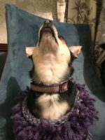 Chic Cotton Dog Collar for Small Breeds - Image 2