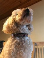 Designer Dog Collar No.16m Finnigans Play Pen