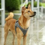 Instachew PETKIT Air Pro Dog Harness - Image 11
