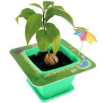 AvoSeedo 2.0 - Pet Avocado - Image 5