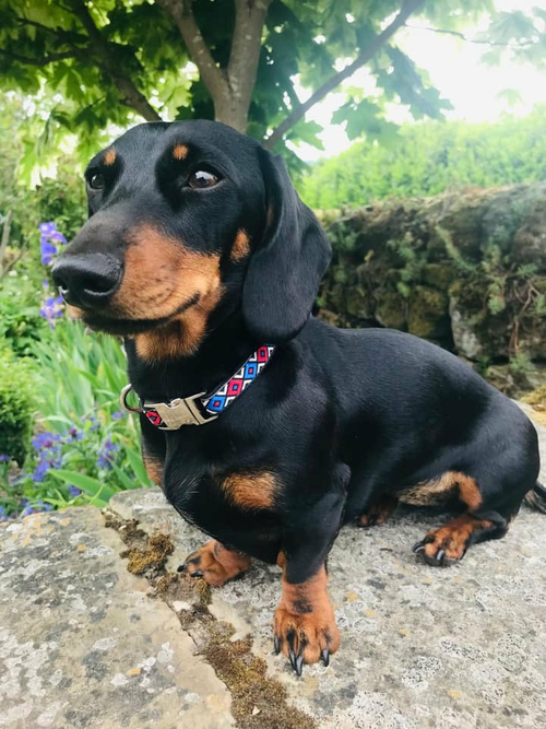 6372757B-9D05-4E2C-952D-82AB6411B767_8a8cdc9d-7b27-4e7b-9f28-01fab4714323.jpg Finnigan's Whimsical Pooch Collar Set - Image 1