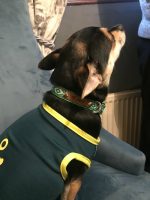 LOKI No. 9s Handmade Wholesale Dog Collar - Image 2