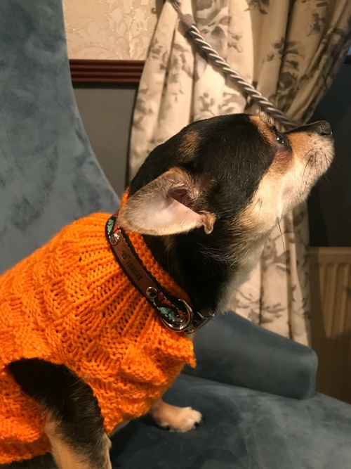 7EC45C91-7624-41A4-947A-2605E2DFE639_c85474f5-ce73-4aef-976c-fb089d4a8dc8.jpg Finnigan's Regal Dog Lead hand made - Image 1