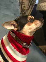 Finnigan's Enchanted Dog Lead Hand Made