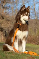 Crimson Winter Hat with Pom & Waterproof Collar - Image 5