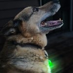 Pet Blinkers™ Flashing LED Pet Safety Light - Large Breed 20 PC - Image 10