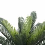 Artificial Cyac (Cycad) Plant 60cm - Image 5
