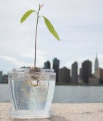 AvoSeedo Plant Pot Set - Image 7