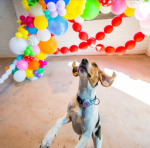 Wholesale pack of 20 QR Code Pet ID Tags with Free Pet Profile - Image 3