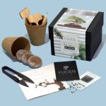 Blue Spruce Bonsai Tree Growing Kit - Image 2