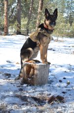 Military Dog Tactical Harness, Collar, and Leash Gear (Complete Set) - Image 5